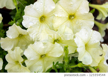 Bunch of yellow creamy petunias growing in summer garden. 123354544