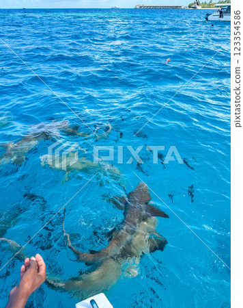 View of Fulidhoo island in the Maldives 123354586