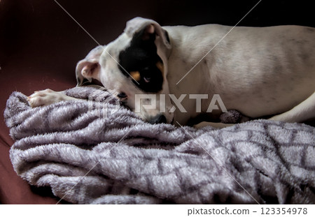 adorable puppy posing 123354978