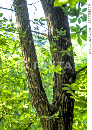 tree with twisted branches tree with twisted branches 123354999