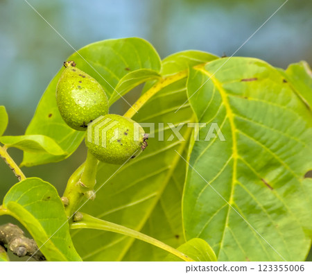 small green walnuts small green walnuts 123355006
