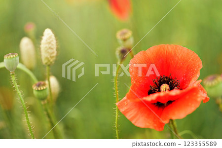 Closeup on bright red poppy flower head, nice blurred background - space for text - on left side 123355589