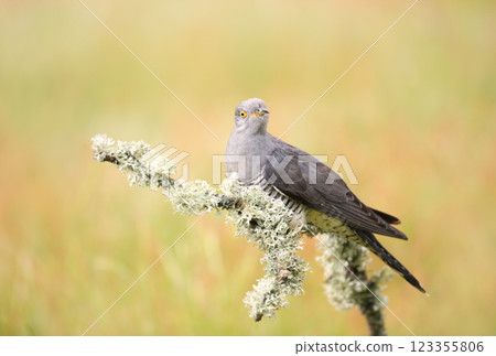 Portrait of a common cuckoo perched on a tree branch in a meadow 123355806