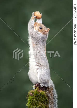 Grey squirrel holding nut on a mossy tree branch Grey squirrel holding nut on a mossy tree branch 123355811