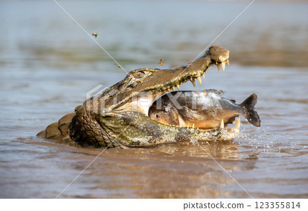 Portrait of a Yacare caiman in the water with a piranha in its jaws Portrait of a Yacare caiman in the water with a piranha in its jaws 123355814