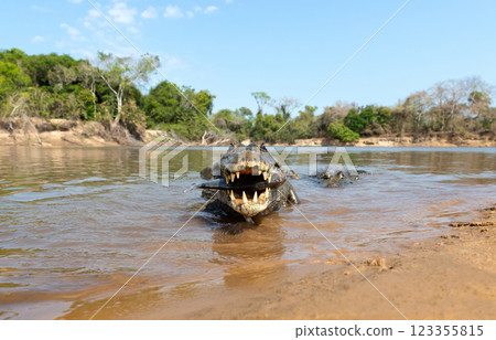 Portrait of a Yacare caiman in the water with a fish in its jaws Portrait of a Yacare caiman in the water with a fish in its jaws 123355815