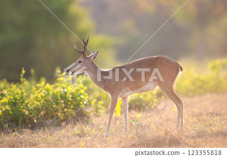 Pampas deer grazing in a meadow under soft sunset light Pampas deer grazing in a meadow under soft sunset light 123355818