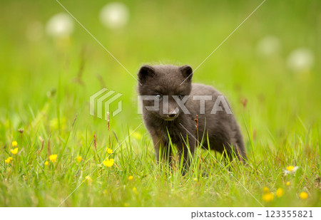 Portrait of a cute Arctic fox cub standing in a meadow 123355821