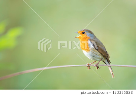 Portrait of European robin singing in spring 123355828