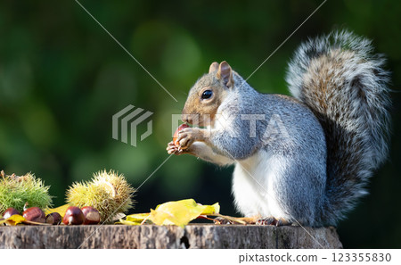 Grey squirrel eating sweet chestnut fruit in autumn 123355830
