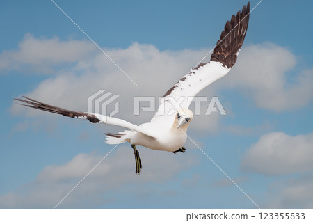 Northern gannet in flight against blue sky Northern gannet in flight against blue sky 123355833