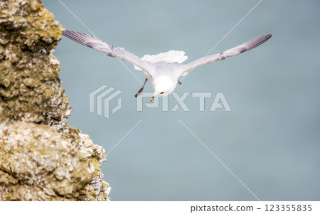 Northern fulmar in flight along coastal cliffs 123355835