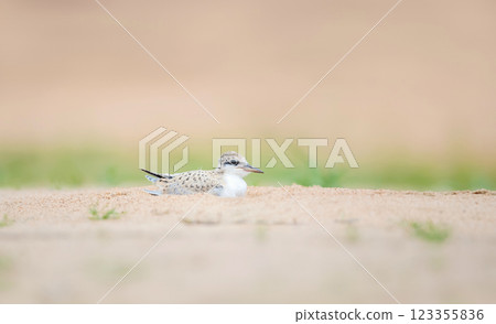 Yellow-billed tern chick on a sandy river bank Yellow-billed tern chick on a sandy river bank 123355836