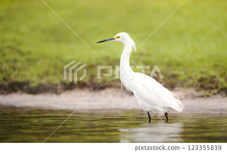 Snowy egret wading in shallow water 123355839