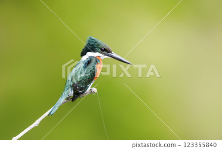 Green kingfisher perched on a tree branch 123355840