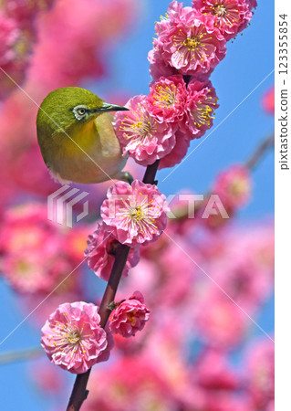 盛開的紅梅和白眼（春天的形象）（溫馨的形象） 123355854