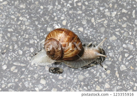 Slimy snail on marble 123355916