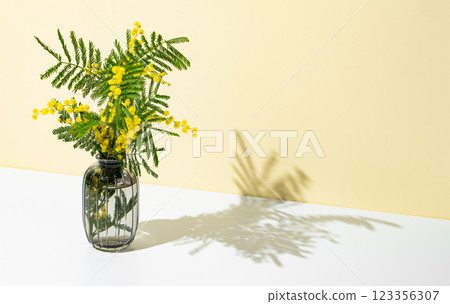 Bouquet of  mimosa or acacia in a vase on a yellow and white background with sunlight. 123356307