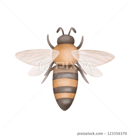 Bee flying, top view. Garden insect illustration isolated on white. Stylized hand drawn design element. 123356370