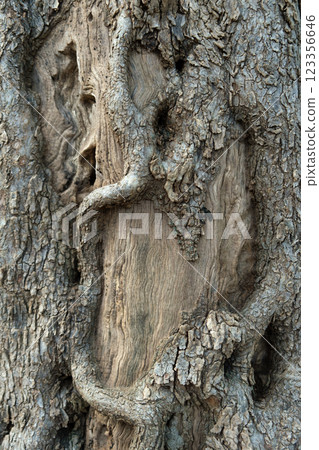 Close-up of textured tree bark with moss from an ancient centuries-old Mediterranean olive tree Close-up of textured tree bark with moss from an ancient centuries-old Mediterranean olive tree 123356646