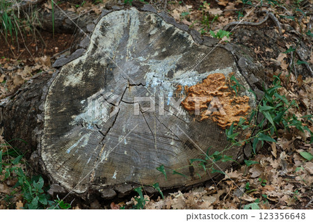 Tree stump with fungi on the forest floor in a Mediterranean oak grove Tree stump with fungi on the forest floor in a Mediterranean oak grove 123356648