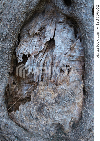 Close-up of textured tree bark with moss from an ancient centuries-old Mediterranean olive tree Close-up of textured tree bark with moss from an ancient centuries-old Mediterranean olive tree 123356652