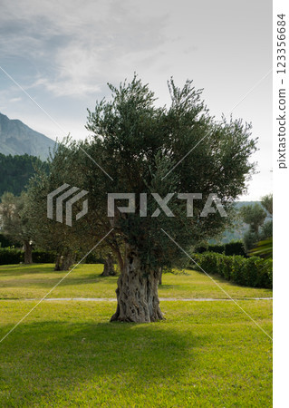 Ancient olive tree in Montenegro's Mediterranean park with scenic mountains and a cloudy sky backdrop 123356684