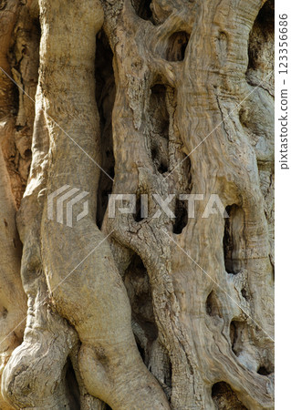 Close-up of textured tree bark with moss from an ancient centuries-old Mediterranean olive tree Close-up of textured tree bark with moss from an ancient centuries-old Mediterranean olive tree 123356686