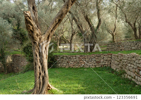 Ancient Olive Trees in Terraced Grove Ancient Olive Trees in Terraced Grove 123356691