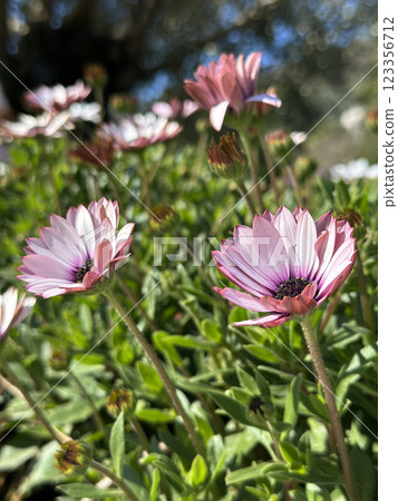 Springtime bloom of pink and white African daisies Osteospermum ecklonis bathed in sunlight on a vibrant green lawn 123356712