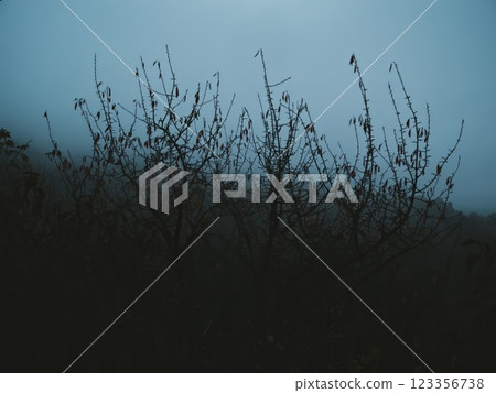 Silhouetted Bare Trees in Foggy Twilight Silhouetted Bare Trees in Foggy Twilight 123356738