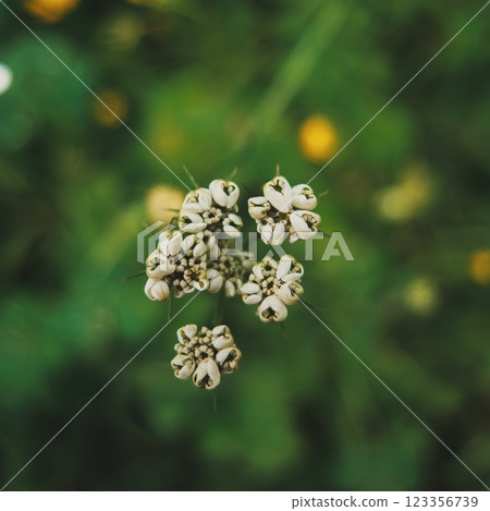 Delicate White Wildflowers in Green Field 123356739