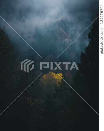 Misty Forest with Illuminated Autumn Tree Misty Forest with Illuminated Autumn Tree 123356744