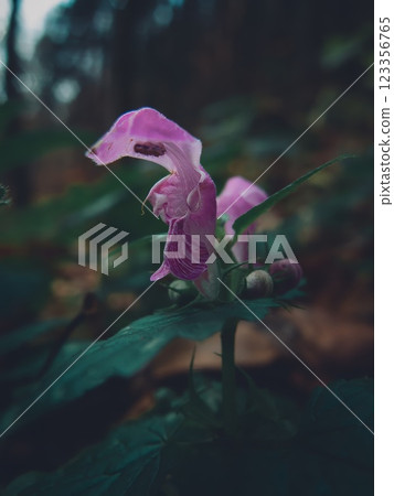 Close-Up of Vibrant Pink Wildflower in Forest Close-Up of Vibrant Pink Wildflower in Forest 123356765
