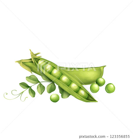 Green peas pods with leaves. Hand drawn illustration. 123356855