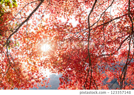 Sunlight Illuminating Red Maple Leaves in Kyoto Japan 123357148