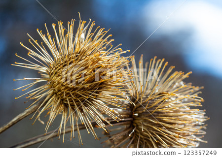 The fruits of Arctium lappa greater burdock, close-up of a plant with pointed spines in sunlight 123357249