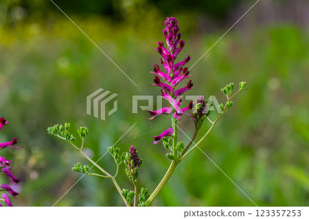 Fumaria officinalis, the common fumitory, drug fumitory or earth smoke, is a herbaceous annual flowering plant,healing for skin problems, blood purification 123357253