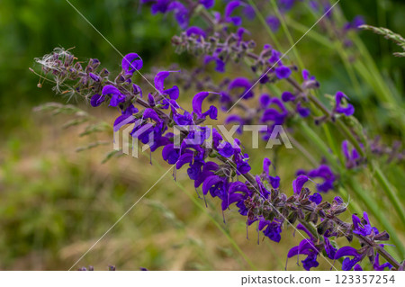 Salvia pratensis, the meadow clary or meadow sage, is a species of flowering plant in the family Lamiaceae, native to Europe, western Asia and northern Africa 123357254