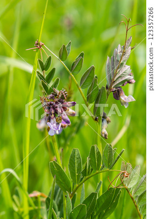 Vicia sepium grows among grasses in the wild Vicia sepium grows among grasses in the wild 123357266