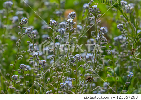 Wide angle closeup on an aggregation of lightblue Early Forget-me-not, Myosotis ramosissima an annual flowering herb Wide angle closeup on an aggregation of lightblue Early Forget-me-not, Myosotis ramosissima an annual flowering herb 123357268