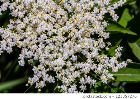 Flower buds and flowers of the Black Elder in spring, Sambucus nigra 123357276