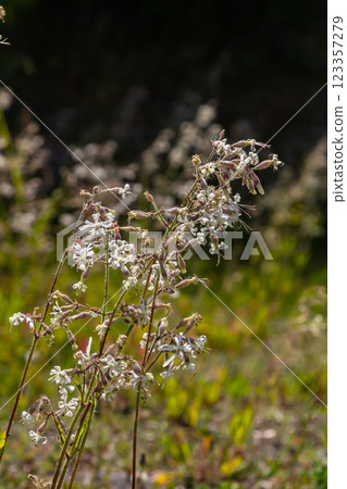 Silene nutans, Nottingham Catchfly, Caryophyllaceae. Wild plant shot in summer Silene nutans, Nottingham Catchfly, Caryophyllaceae. Wild plant shot in summer 123357279
