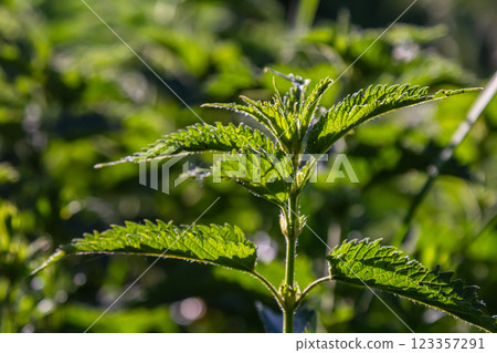 Urtica dioica or stinging nettle, in the garden. Stinging nettle, a medicinal plant that is used as a bleeding, diuretic, antipyretic, wound healing, antirheumatic agent 123357291