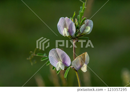 Flower of the Vicia sativa or vetch flower or garden vetch red flower or flower of the tare or simply vetch Flower of the Vicia sativa or vetch flower or garden vetch red flower or flower of the tare or simply vetch 123357295