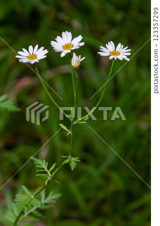 In the spring in the wild in the woods blooms tansy shields Tanacetum corymbosum In the spring in the wild in the woods blooms tansy shields Tanacetum corymbosum 123357299