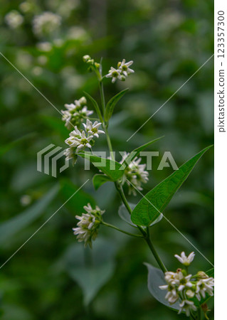 Vincetoxicum hirundinaria. Close up of white swallow wort.Vincetoxicum in the family Apocynaceae 123357300