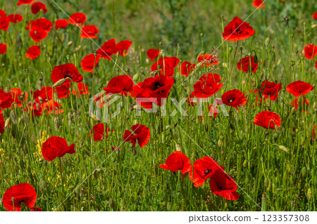 Papaver rhoeas or common poppy, red poppy is an annual herbaceous flowering plant in the poppy family, Papaveraceae, with red petals 123357308