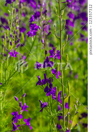 Consolida orientalis. Eastern Larkspur. Bright purple flowers on a green meadow 123357312