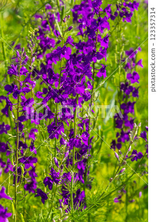 Consolida orientalis. Eastern Larkspur. Bright purple flowers on a green meadow Consolida orientalis. Eastern Larkspur. Bright purple flowers on a green meadow 123357314